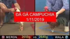 xem đá gà campuchia trực tiếp ngày 1/11/2019