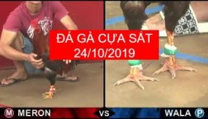 đá gà cựa sắt ngày 24/10/2019