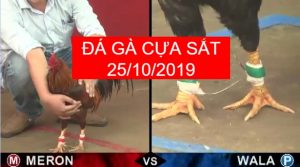 đá gà cựa sắt ngày 25/10/2019