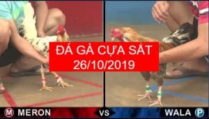 đá gà cựa sắt ngày 26/10/2019