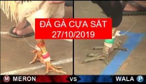 đá gà cựa sắt ngày 27/10/2019