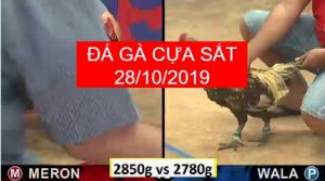 đá gà cựa sắt ngày 28/10/2019