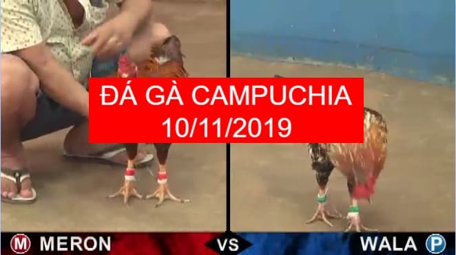 đá gà campuchia mới