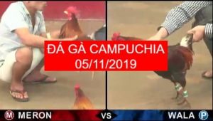 đá gà ở campuchia