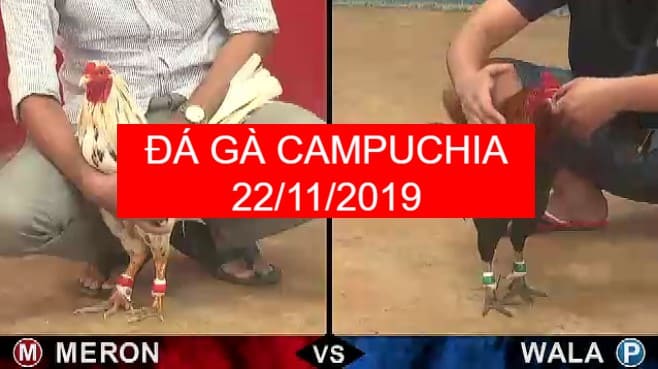 đá gà campuchia ngày 22/11/2019