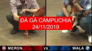 đá gà campuchia ngày 24