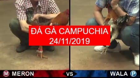 đá gà campuchia ngày 24