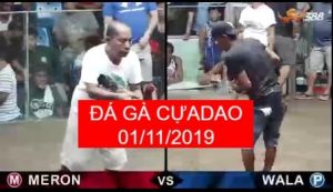 da ga cua dao ngay 01-11-2019