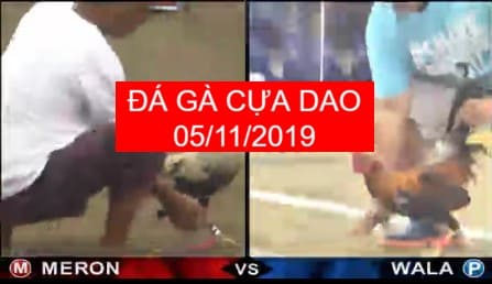 đá gà cựa dao ngày 05/11/2019