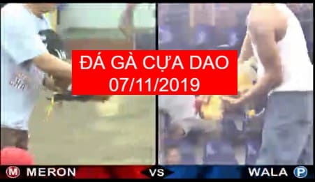 đá gà cựa dao ngày 07/11/2019