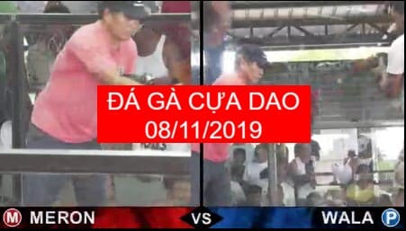 đá gà cựa dao ngày 08/11/2019