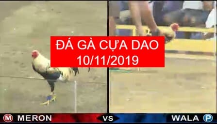 đá gà cựa dao ngay 10/11/2019