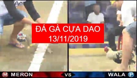 đá gà cựa dao ngày 13/11/2019