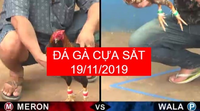 đá gà cựa sắt 2019