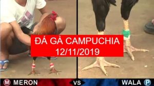 đá gà cựa sắt campuchia 2019