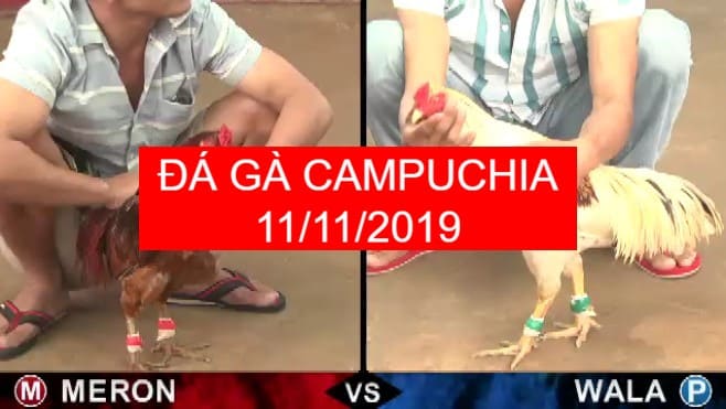 đá gà cựa sắt campuchia trực tiếp ngày 11/11/2019