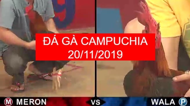 đá gà cựa sắt năm 2019