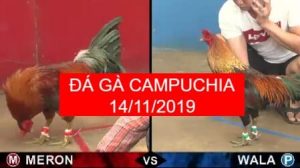 xem đá gà campuchia 2019