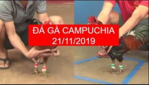 xem đá gà cựa sắt campuchia