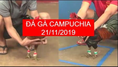 xem đá gà cựa sắt campuchia