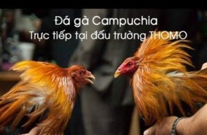 đá gà trực tiếp campuchia