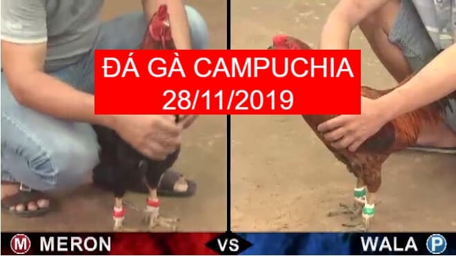 đá gà campuchia ngày 28