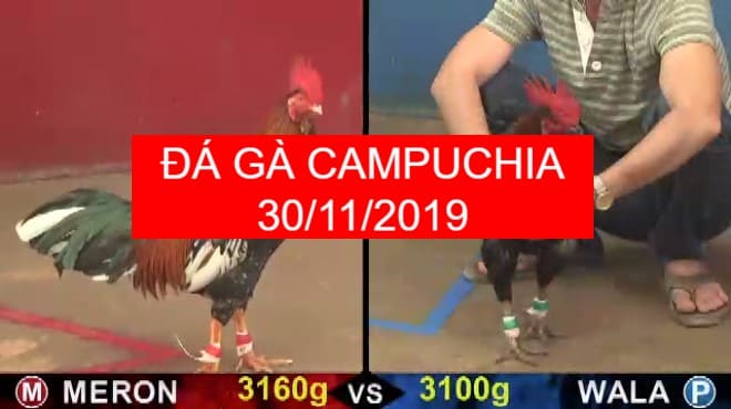 đá gà campuchia ngày 30