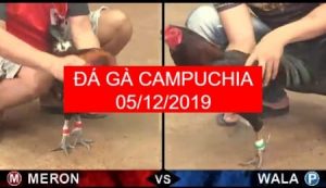 đá gà campuchia ngày 05