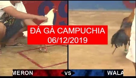 đá gà campuchia ngày 06